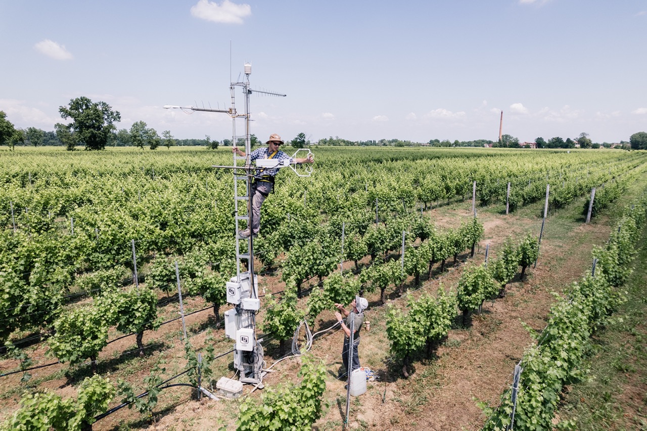 Picture of a vineyard with an ICOS eddy covariance tower in the middle. A man is climbing the tower and fixing something with the instrument.