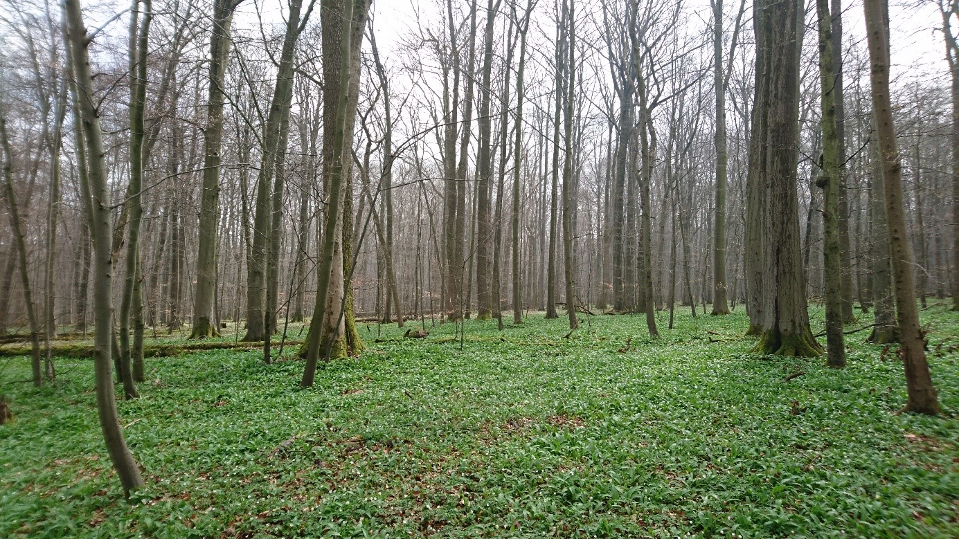 Example of an ICOS forest ecosystem and the understory vegetation 